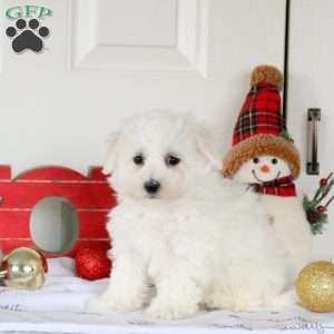 Hector, Bichon Frise Puppy