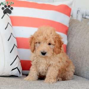 Hector, Mini Goldendoodle Puppy