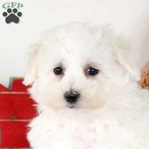 Hector, Bichon Frise Puppy