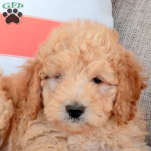 Hector, Mini Goldendoodle Puppy
