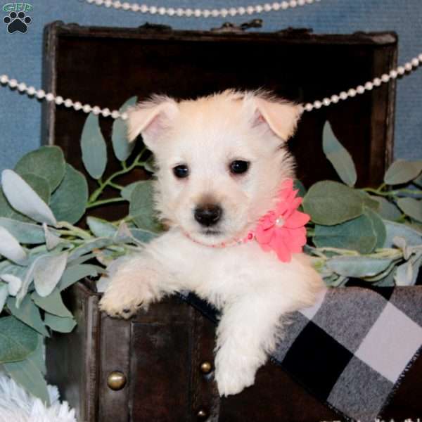 Heidi, West Highland Terrier Puppy