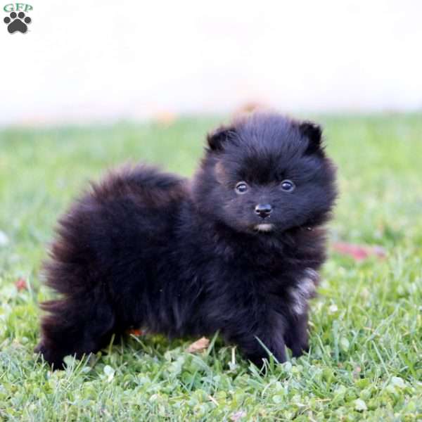 Heidi, Pomeranian Puppy