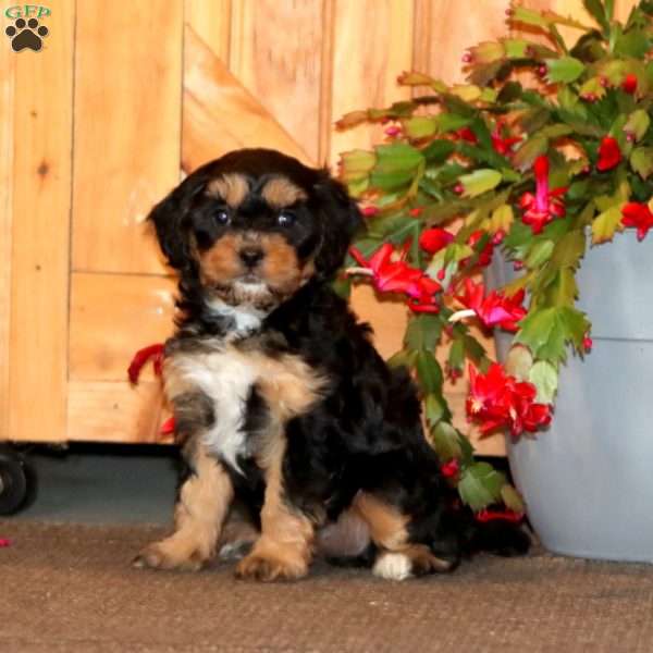 Heidi, Cavapoo Puppy