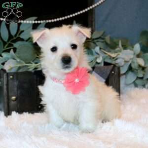 Heidi, West Highland Terrier Puppy