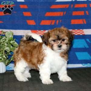 Heidi, Teddy Bear Puppy