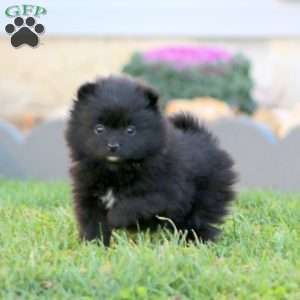 Heidi, Pomeranian Puppy