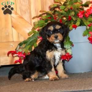 Heidi, Cavapoo Puppy