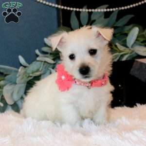 Heidi, West Highland Terrier Puppy