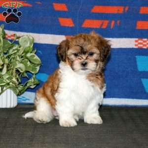 Heidi, Teddy Bear Puppy