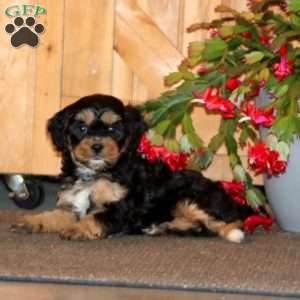 Heidi, Cavapoo Puppy