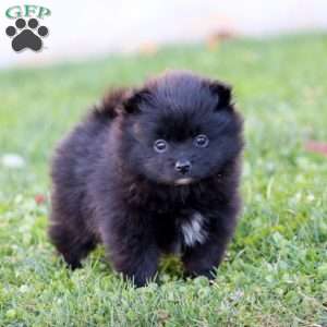 Heidi, Pomeranian Puppy