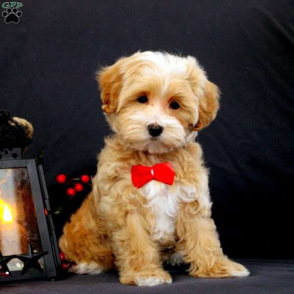 Helen, Maltipoo Puppy