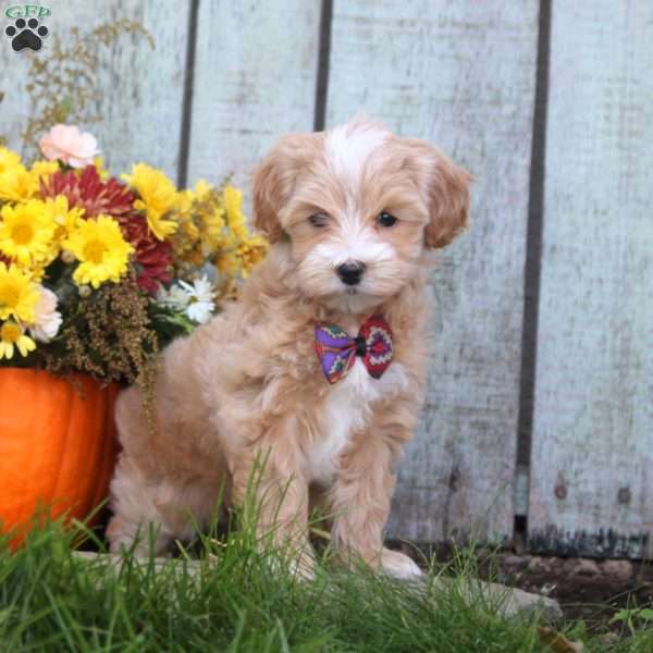 Helen, Maltipoo Puppy