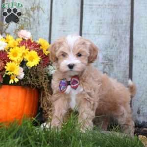 Helen, Maltipoo Puppy