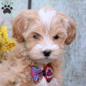 Helen, Maltipoo Puppy