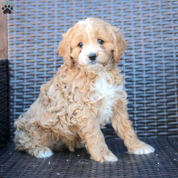 Henry, Cockapoo Puppy