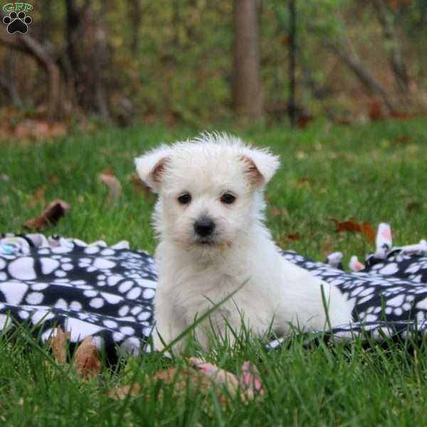 Henry, West Highland Terrier Puppy