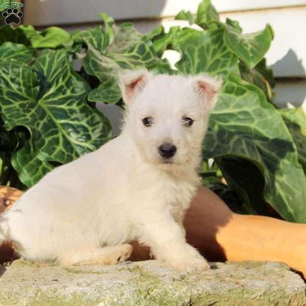 Henry, West Highland Terrier Puppy