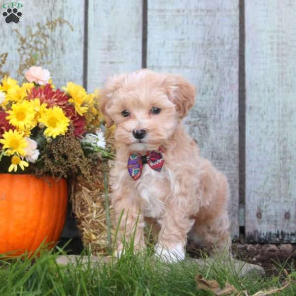 Henry, Maltipoo Puppy