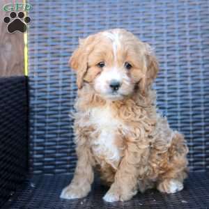 Henry, Cockapoo Puppy