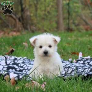 Henry, West Highland Terrier Puppy