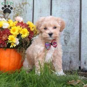 Henry, Maltipoo Puppy