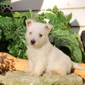 Henry, West Highland Terrier Puppy