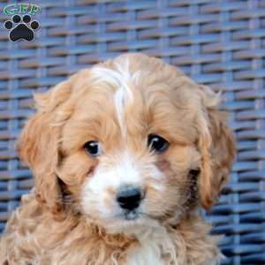 Henry, Cockapoo Puppy