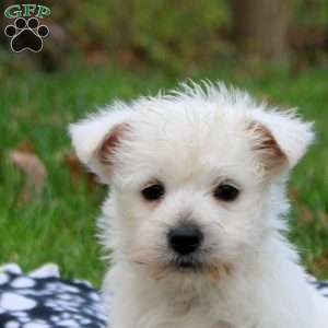 Henry, West Highland Terrier Puppy