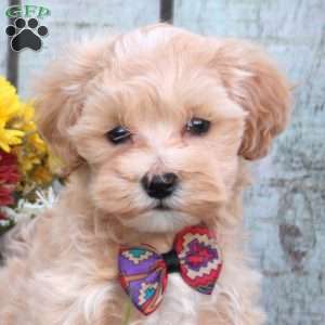 Henry, Maltipoo Puppy