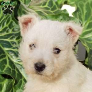 Henry, West Highland Terrier Puppy