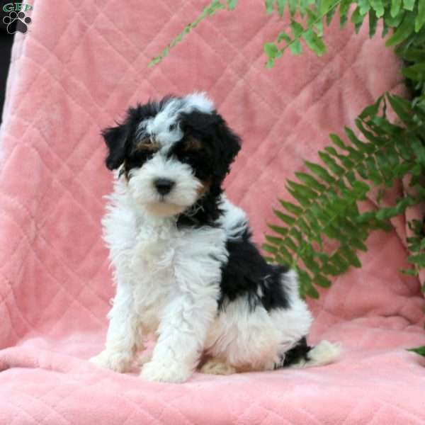 Henry, Miniature Poodle Puppy