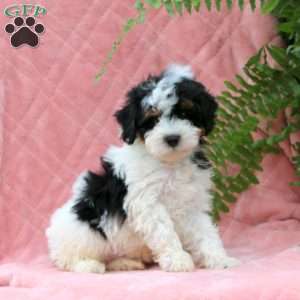 Henry, Miniature Poodle Puppy