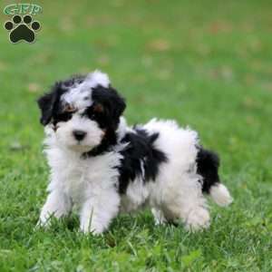 Henry, Miniature Poodle Puppy