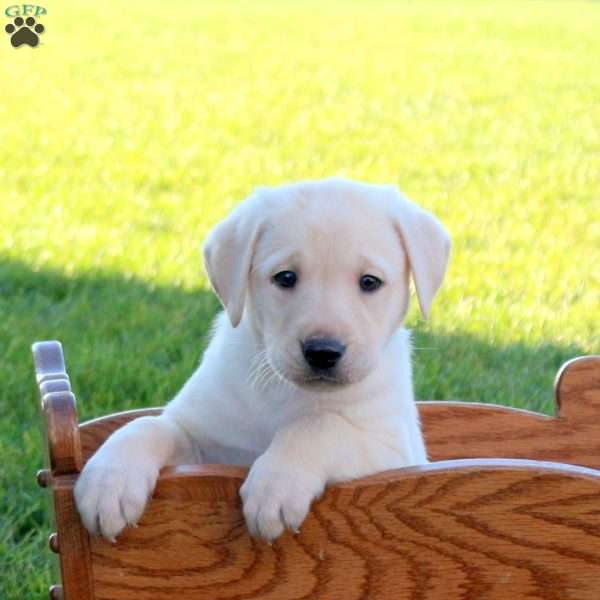 Hero, Yellow Labrador Retriever Puppy