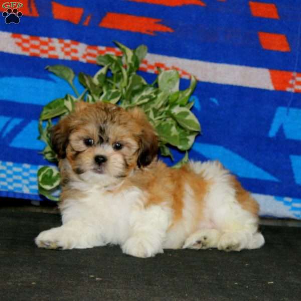 Hero, Teddy Bear Puppy