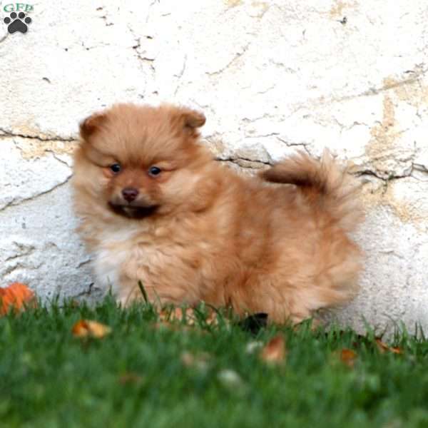 Hero, Pomeranian Puppy