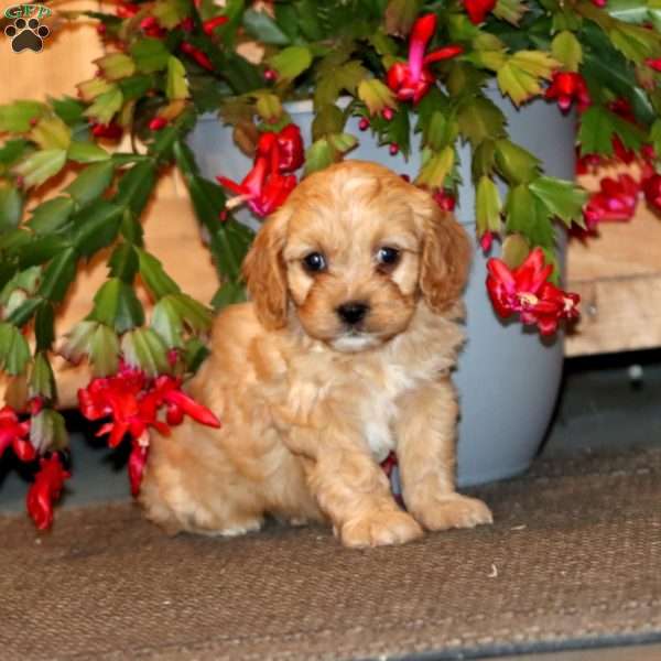 Hero, Cavapoo Puppy
