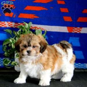 Hero, Teddy Bear Puppy