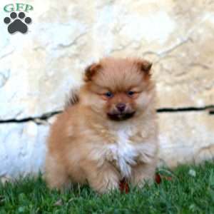 Hero, Pomeranian Puppy