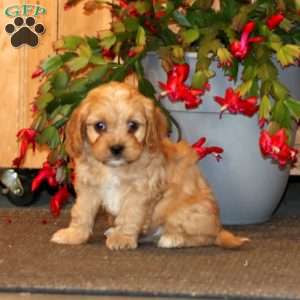 Hero, Cavapoo Puppy