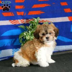 Hero, Teddy Bear Puppy