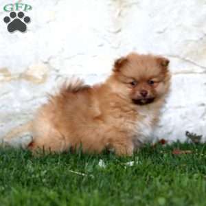 Hero, Pomeranian Puppy