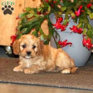 Hero, Cavapoo Puppy
