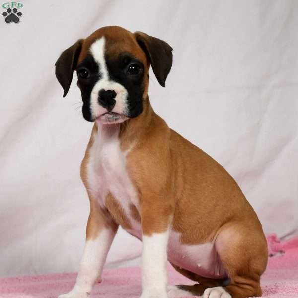 Hilda, Boxer Puppy