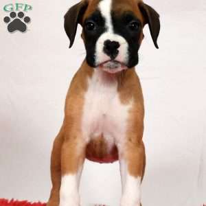 Hilda, Boxer Puppy
