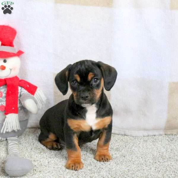 Hitch, Cavalier King Charles Mix Puppy