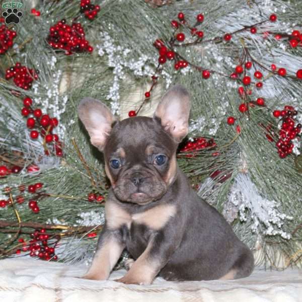 Holly, French Bulldog Puppy
