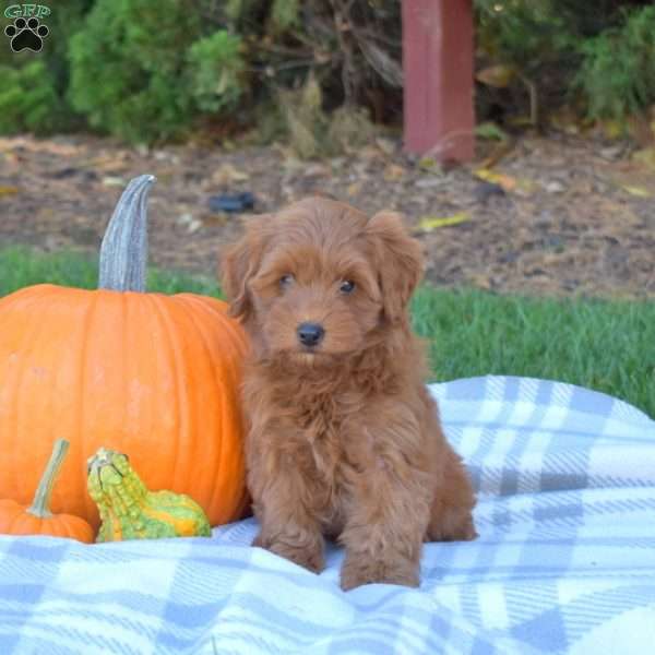 Holly, Mini Goldendoodle Puppy