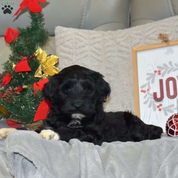 Holly, Portuguese Water Dog Puppy